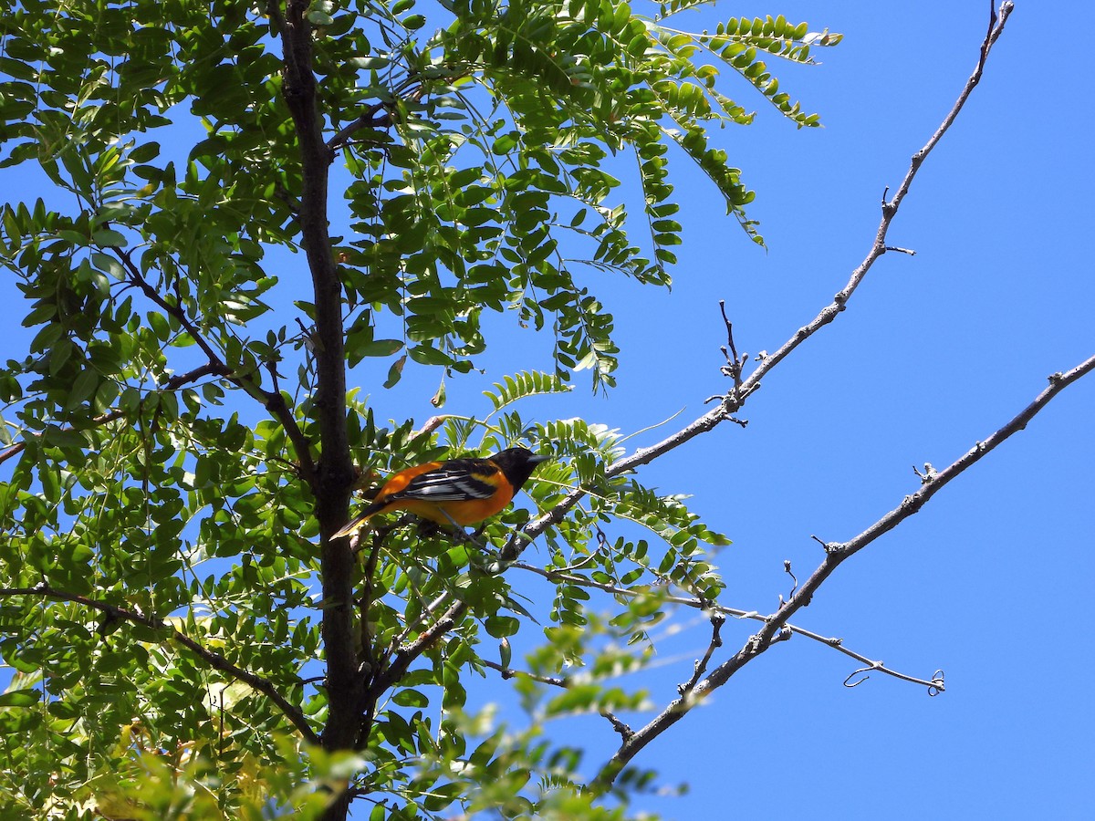 Baltimore Oriole - ML641357922