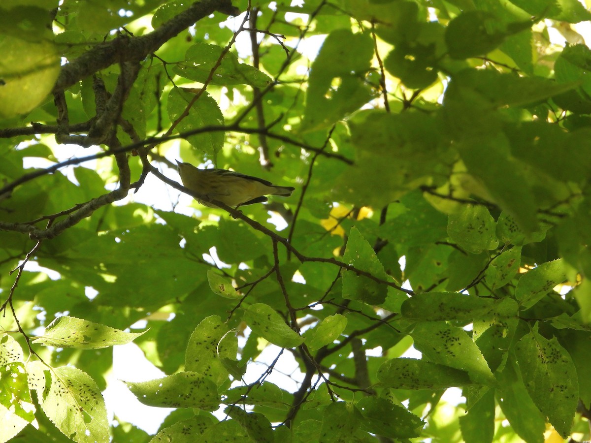 Cape May Warbler - ML641357932