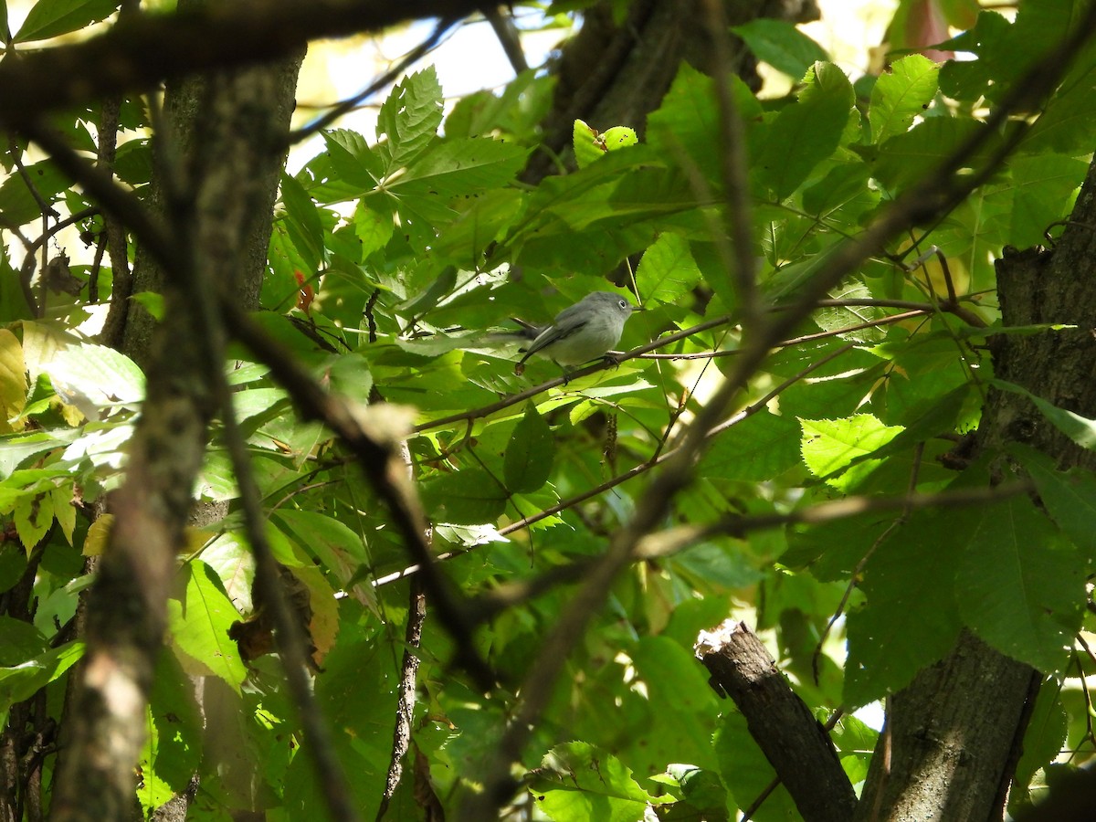 Blue-gray Gnatcatcher - ML641357936