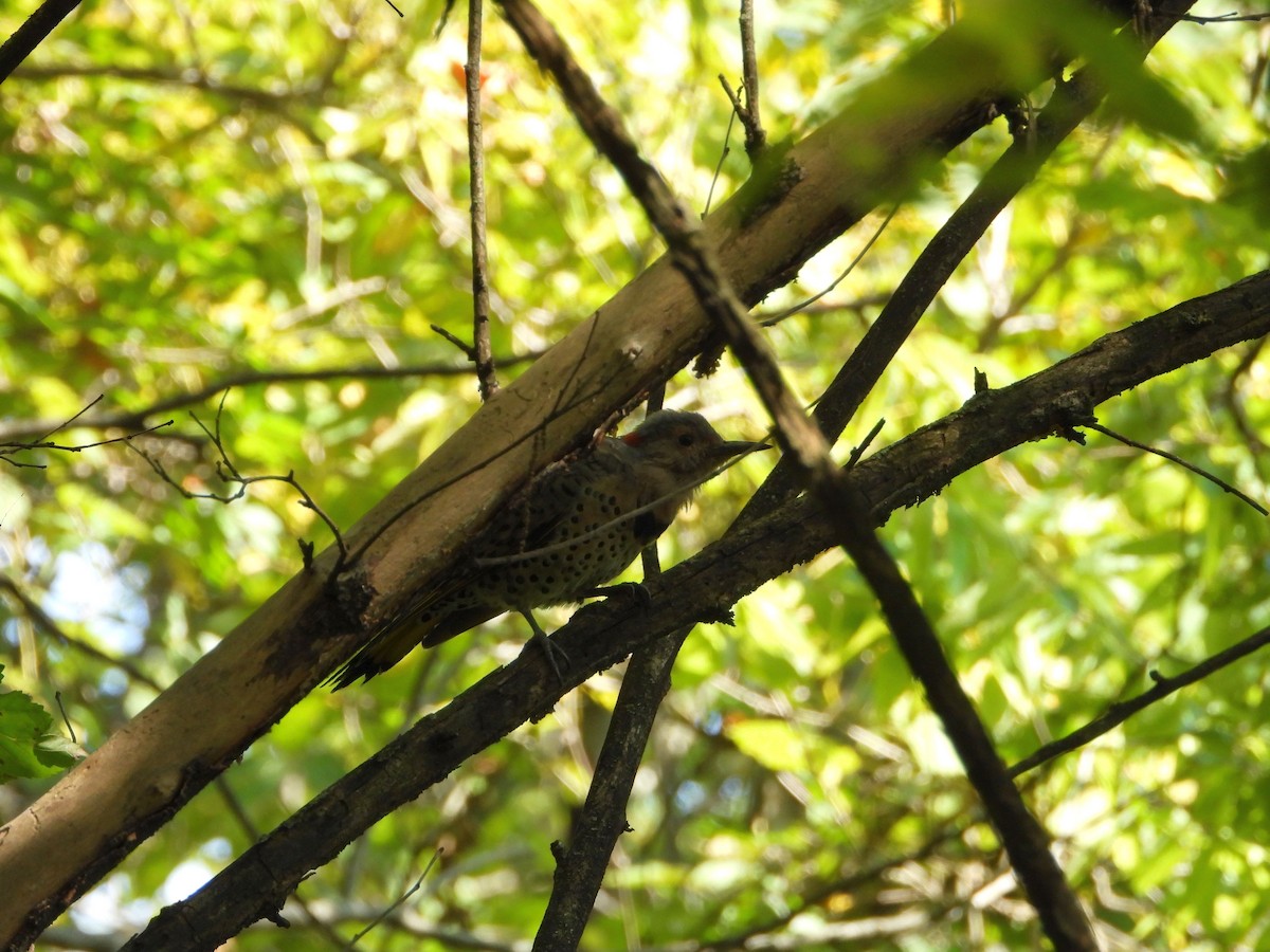 Northern Flicker - ML641357974