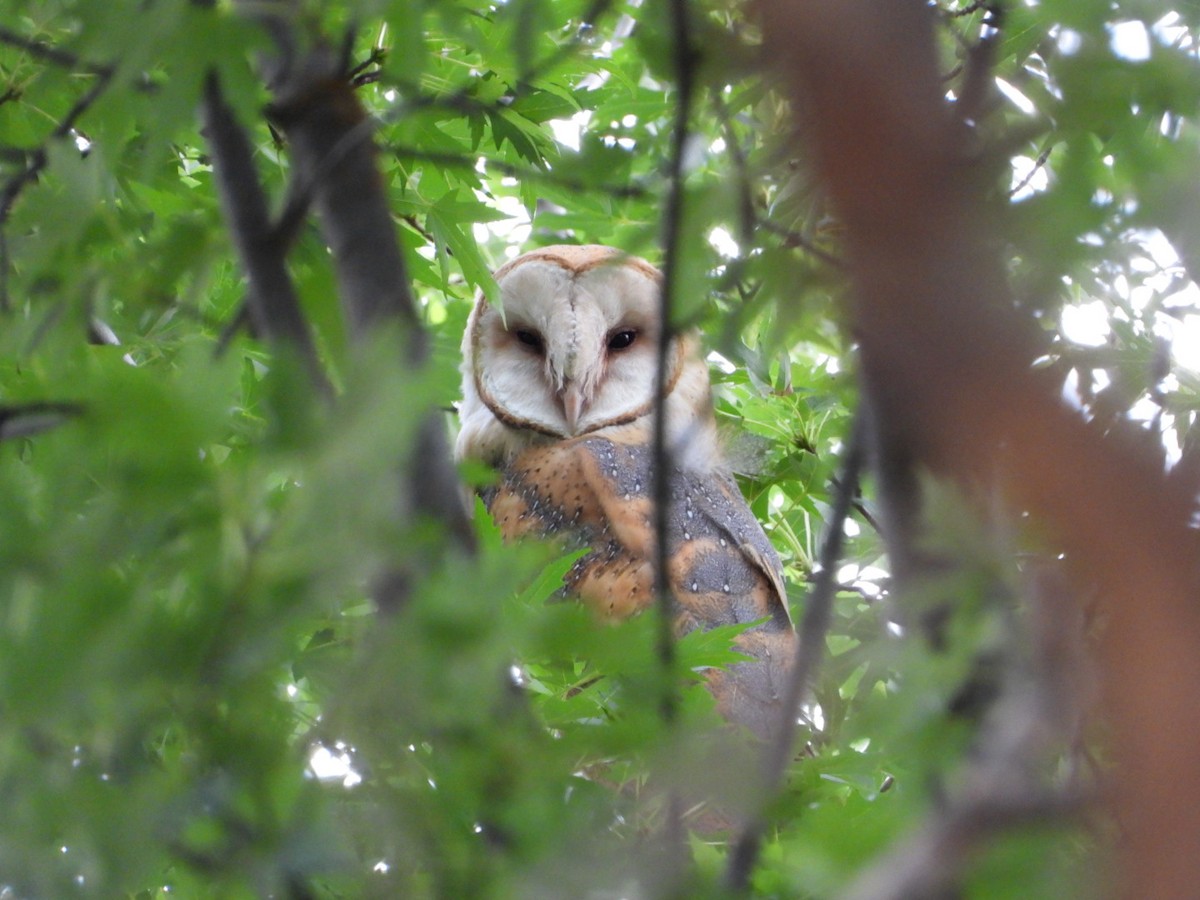 American Barn Owl - ML641358046