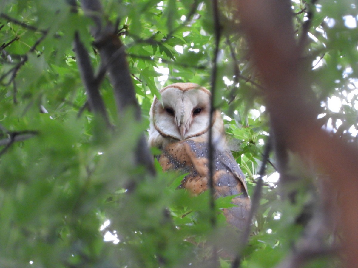 American Barn Owl - ML641358047