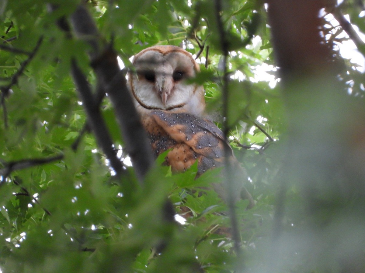 American Barn Owl - ML641358048