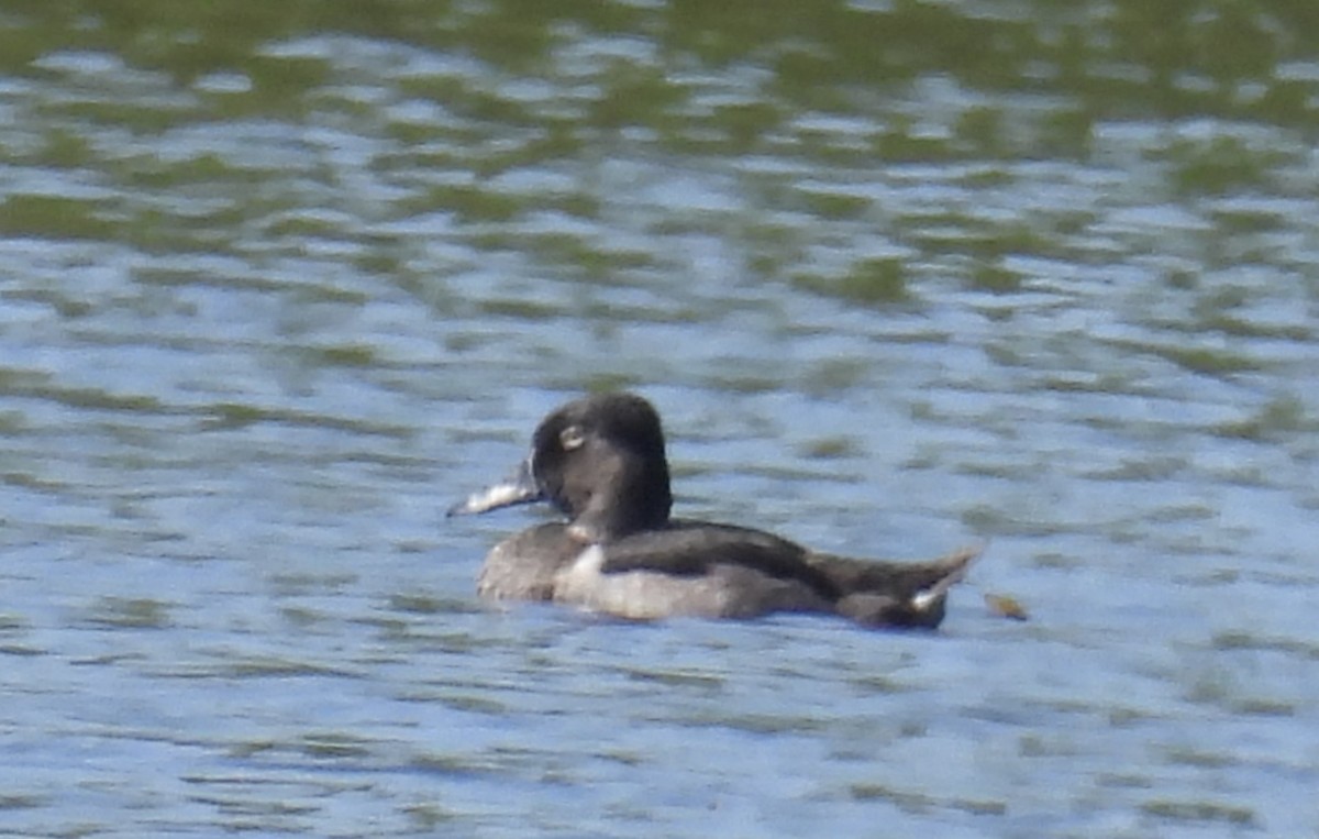 Ring-necked Duck - ML641358055