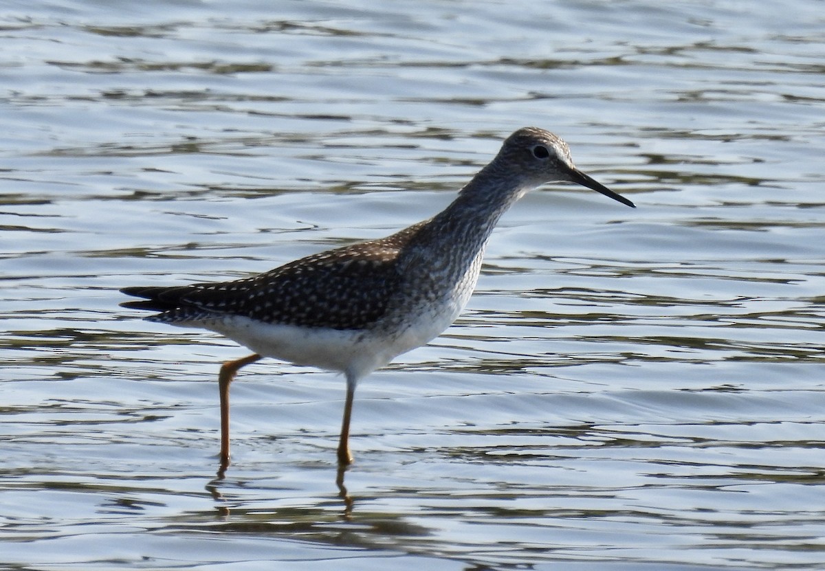 Lesser Yellowlegs - ML641358075