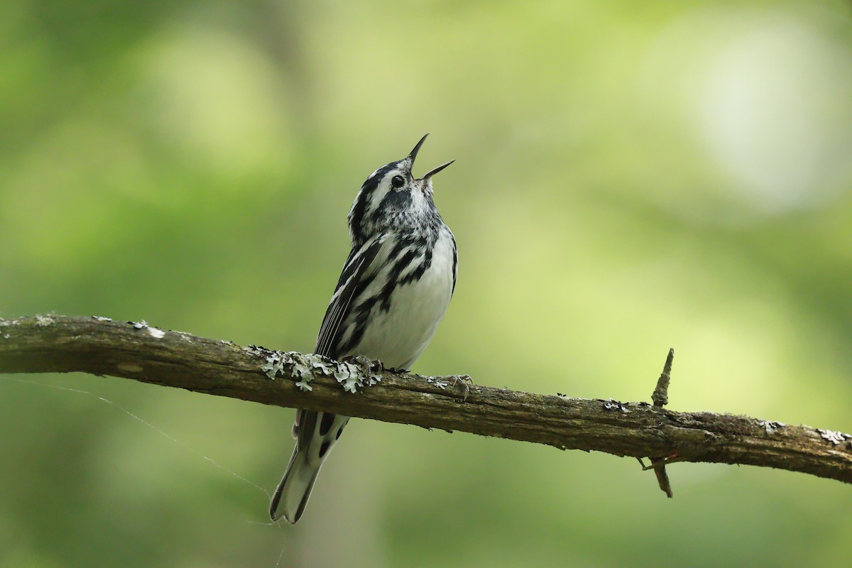 Black-and-white Warbler - ML641358096