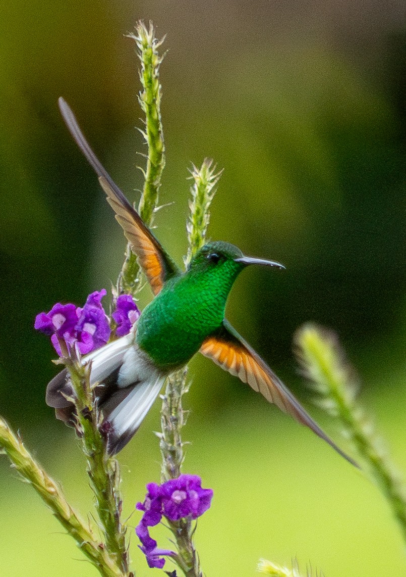 Stripe-tailed Hummingbird - ML641358100