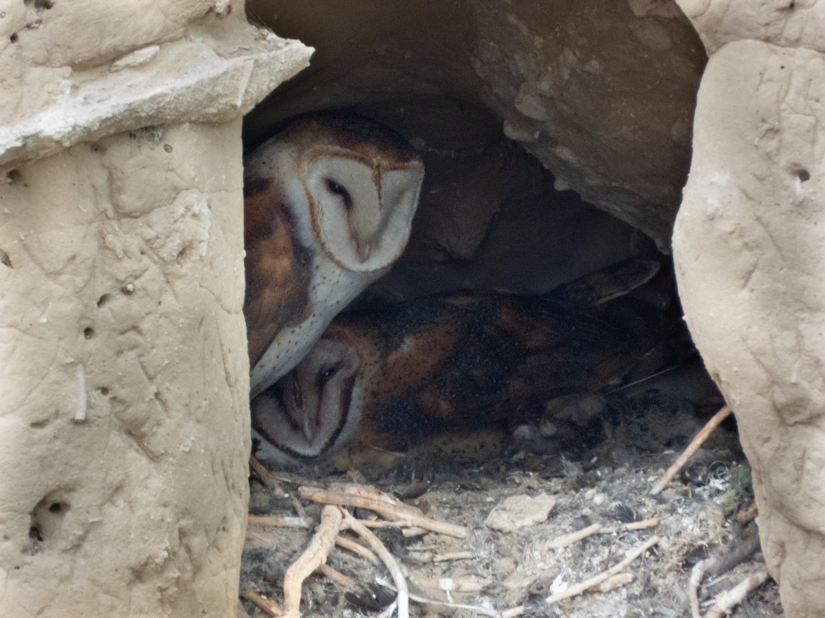 American Barn Owl - ML641358102