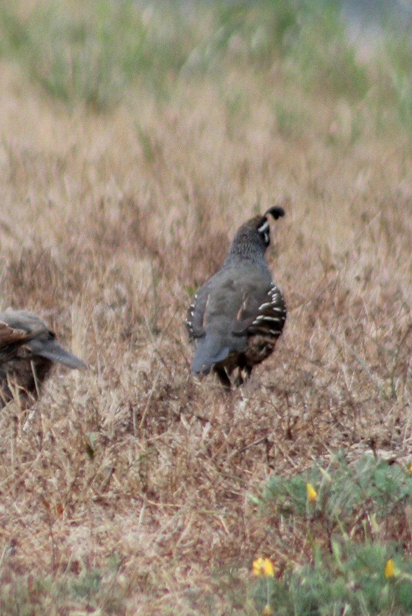California Quail - ML641358138