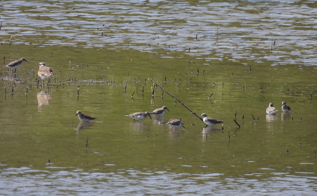 Least Sandpiper - ML641358156