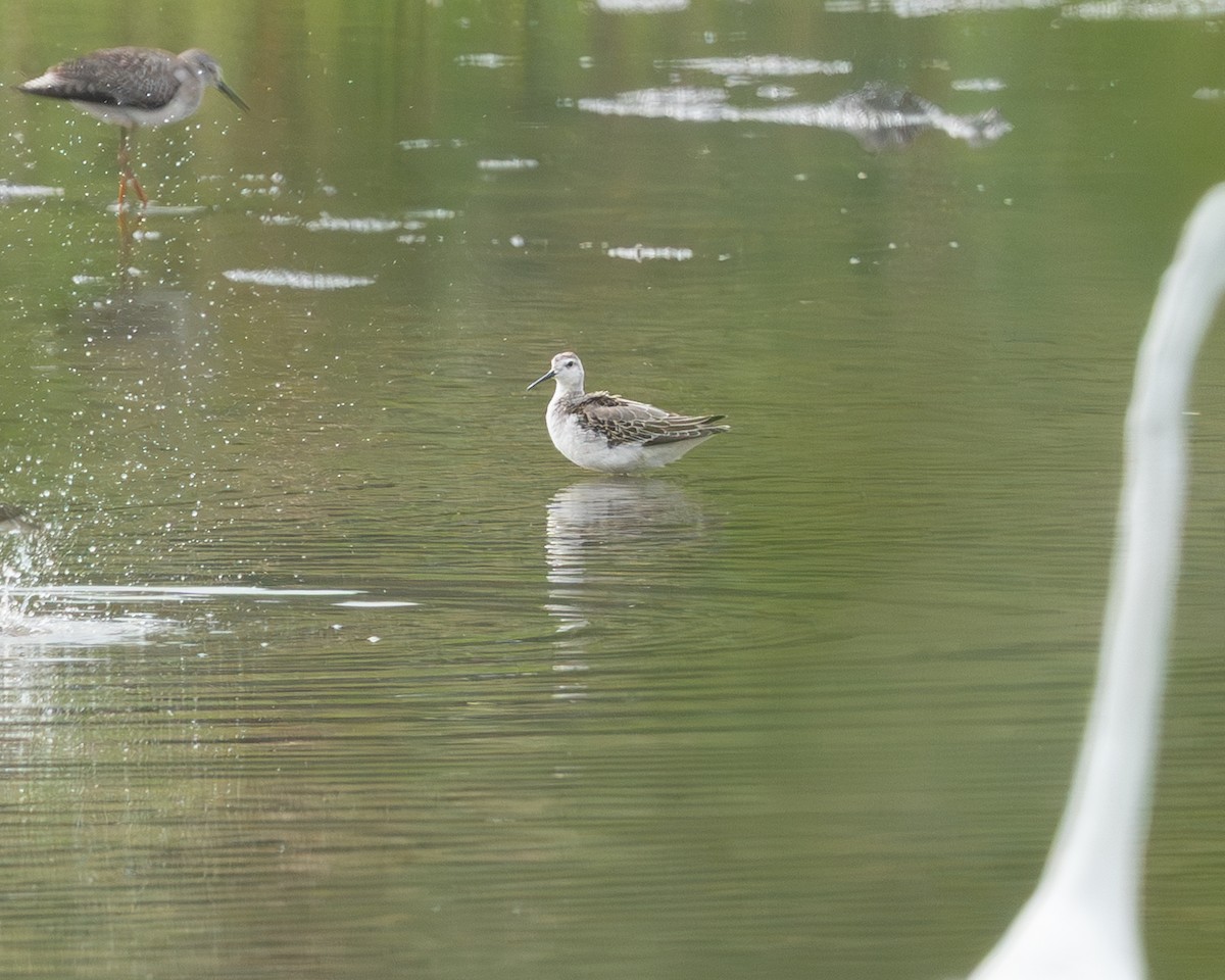 Wilson's Phalarope - ML641358172