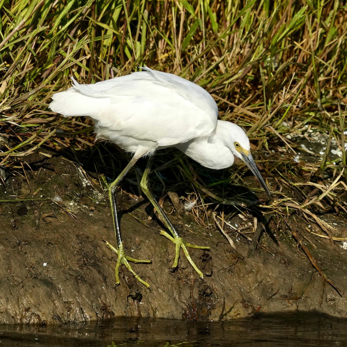 Snowy Egret - ML641358173