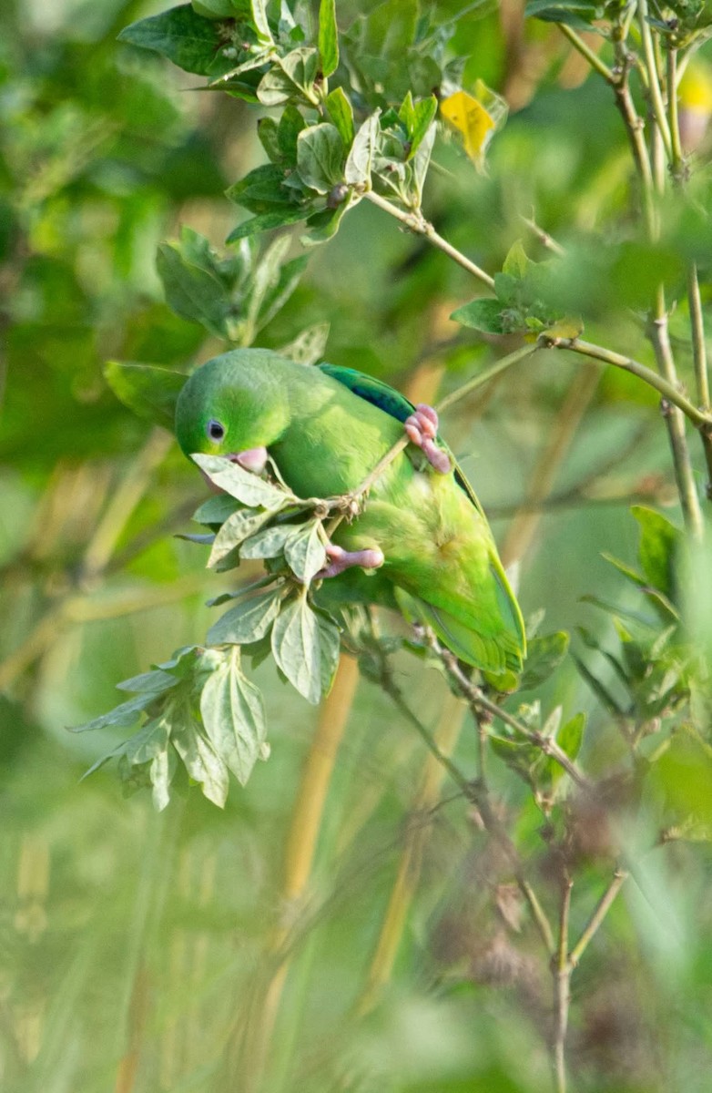 Turquoise-winged Parrotlet - ML641358179