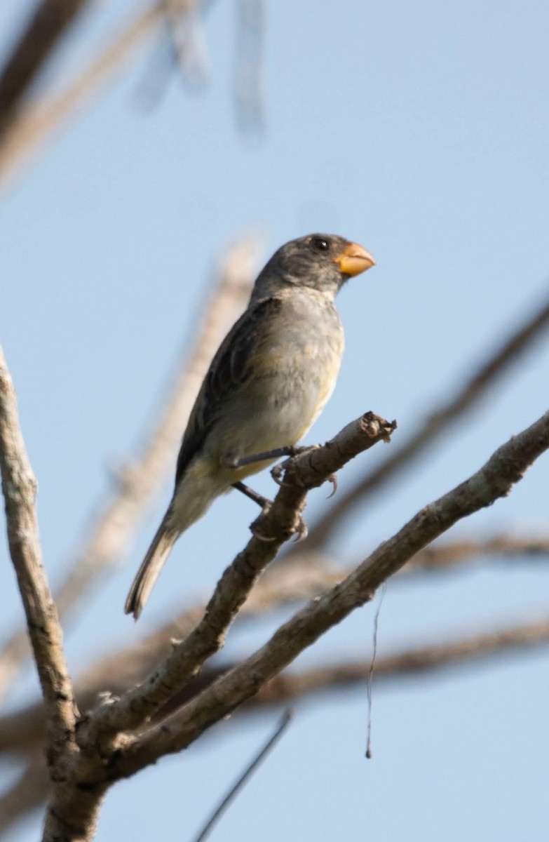 Gray Seedeater - ML641358188