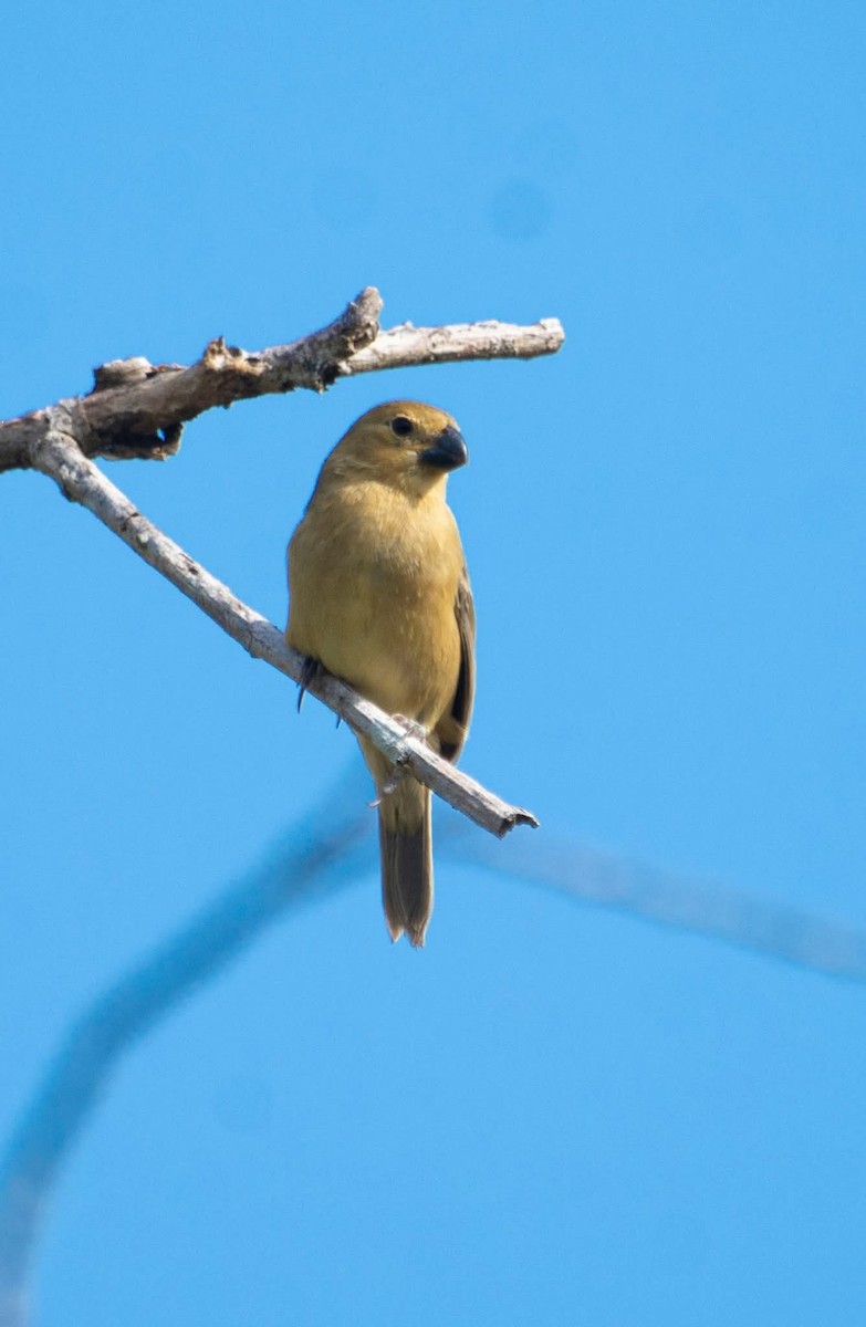 Gray Seedeater - ML641358189