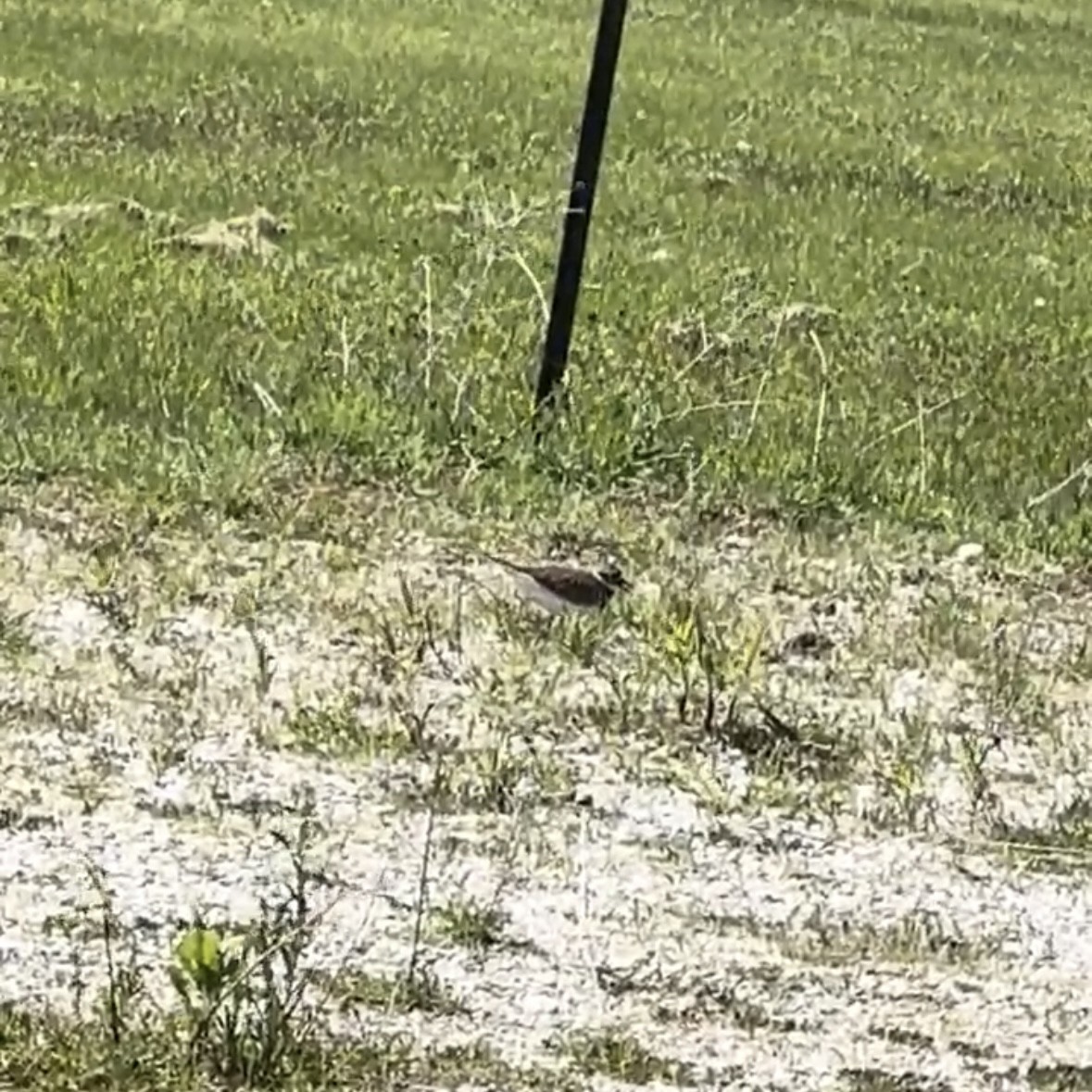 Killdeer - ML641358211