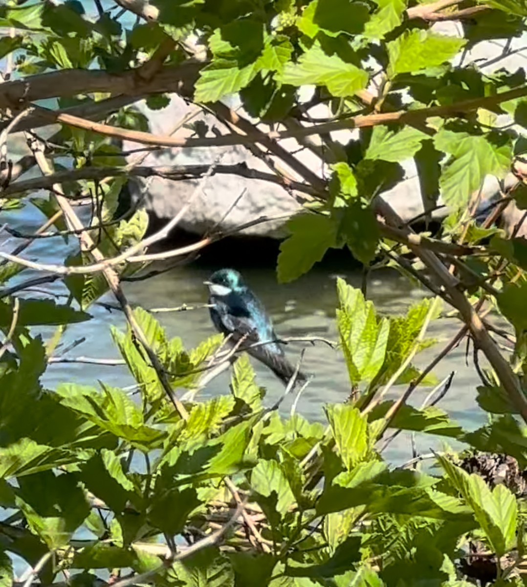 Tree Swallow - ML641358214