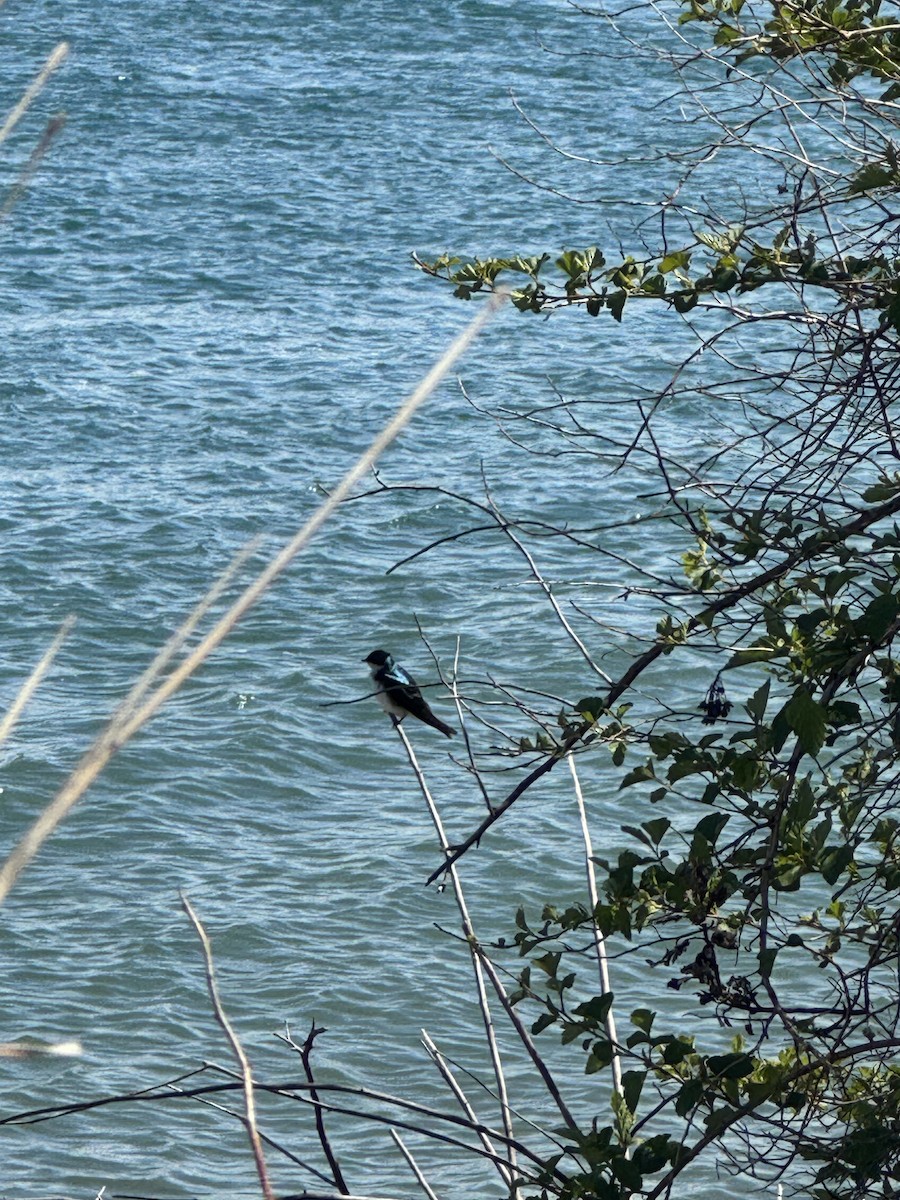 Tree Swallow - ML641358215