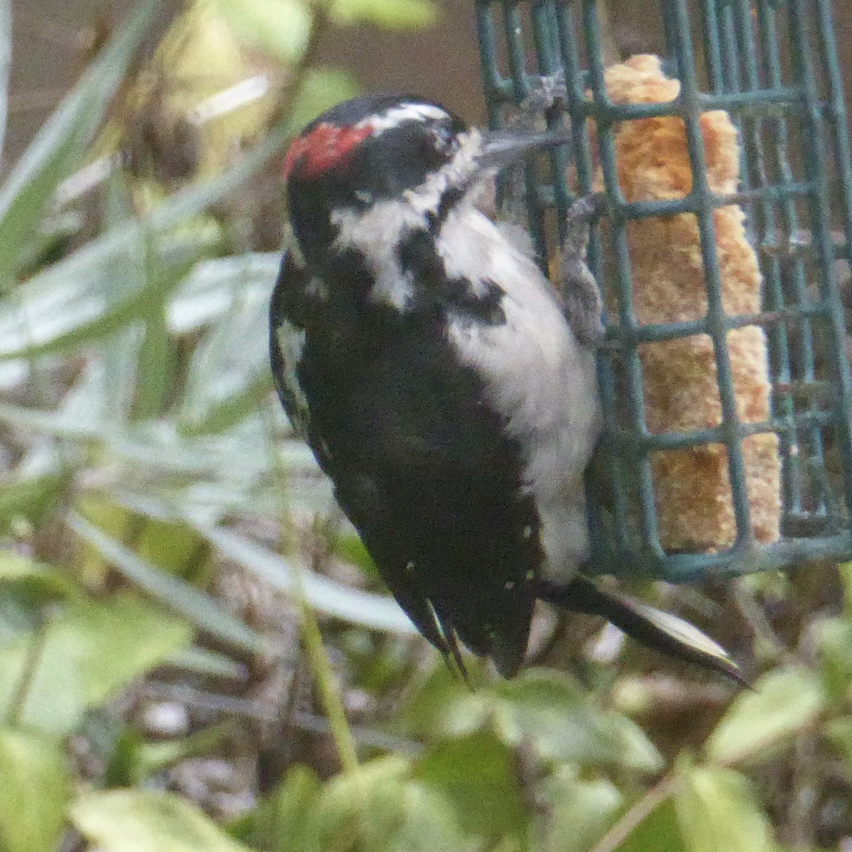 Hairy Woodpecker - ML641358245
