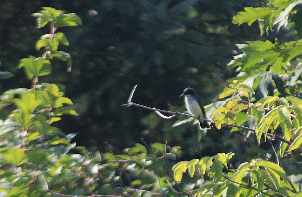 Eastern Kingbird - ML641358248