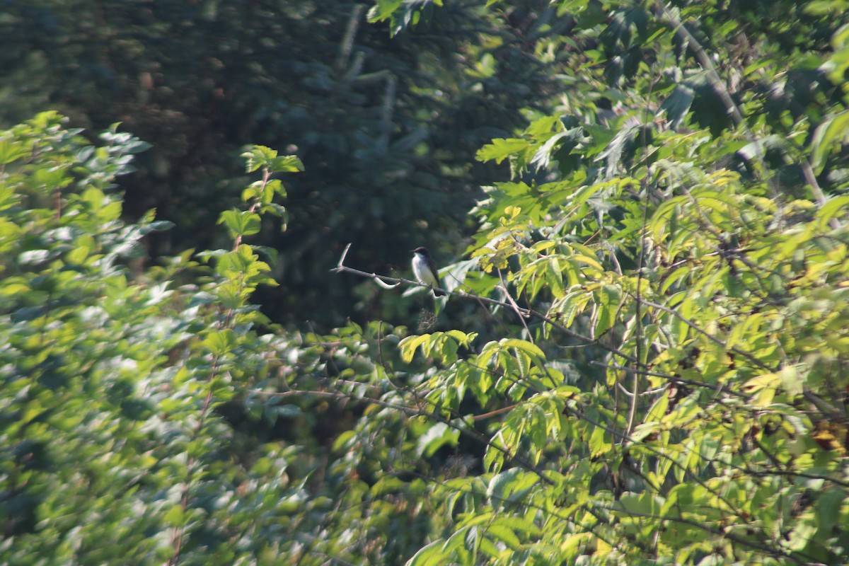 Eastern Kingbird - ML641358249