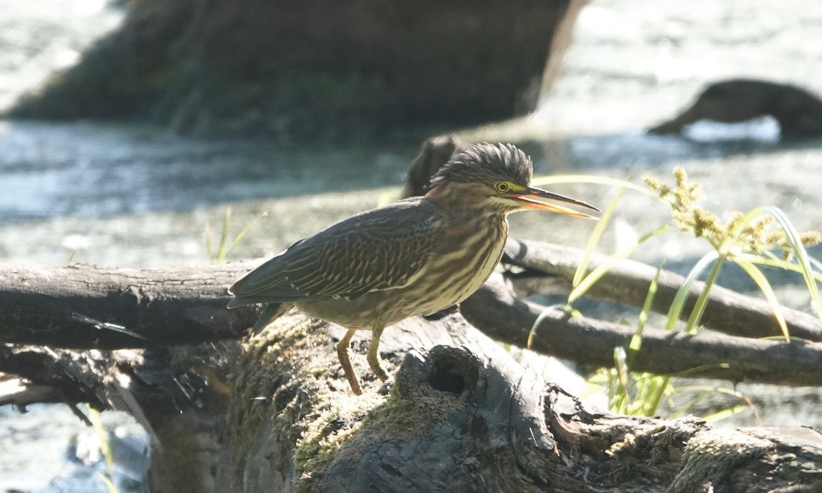 Green Heron - ML641358251