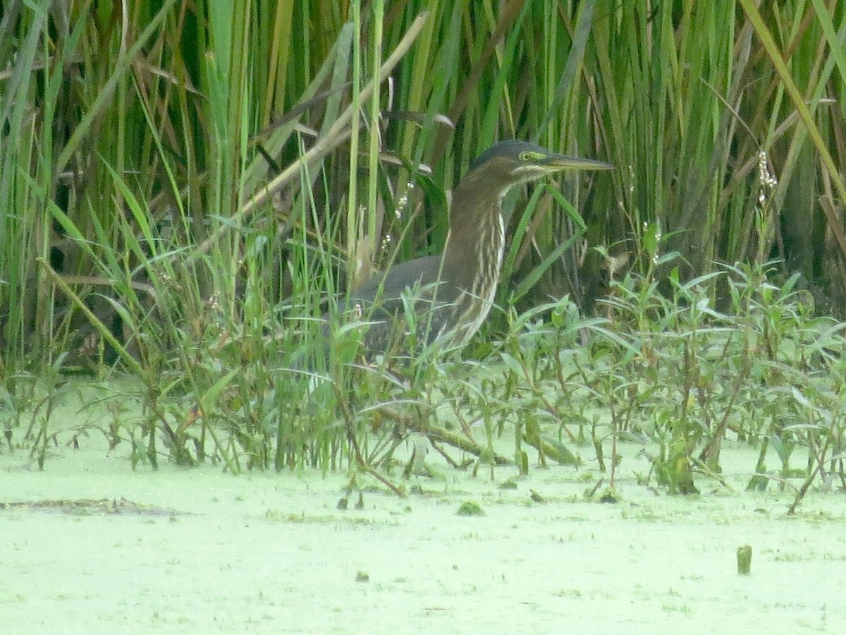 Héron vert - ML641358265