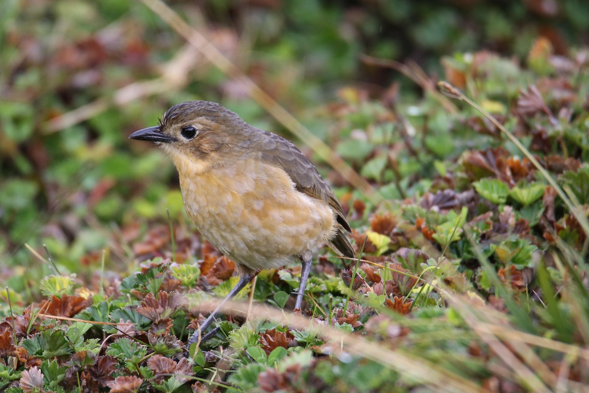 Tawny Antpitta - ML641358306