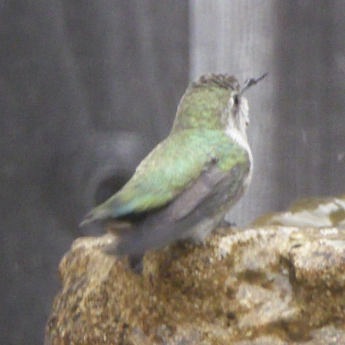 rødmaskekolibri - ML641358330