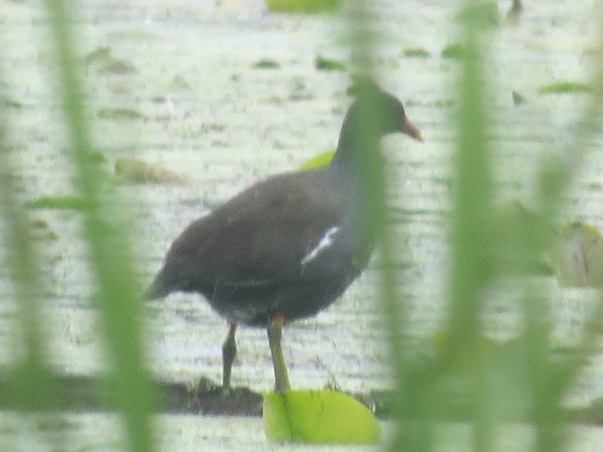 Common Gallinule - ML641358334