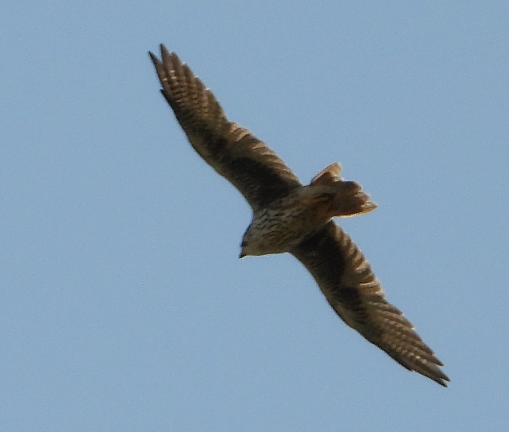 Prairie Falcon - ML641358335
