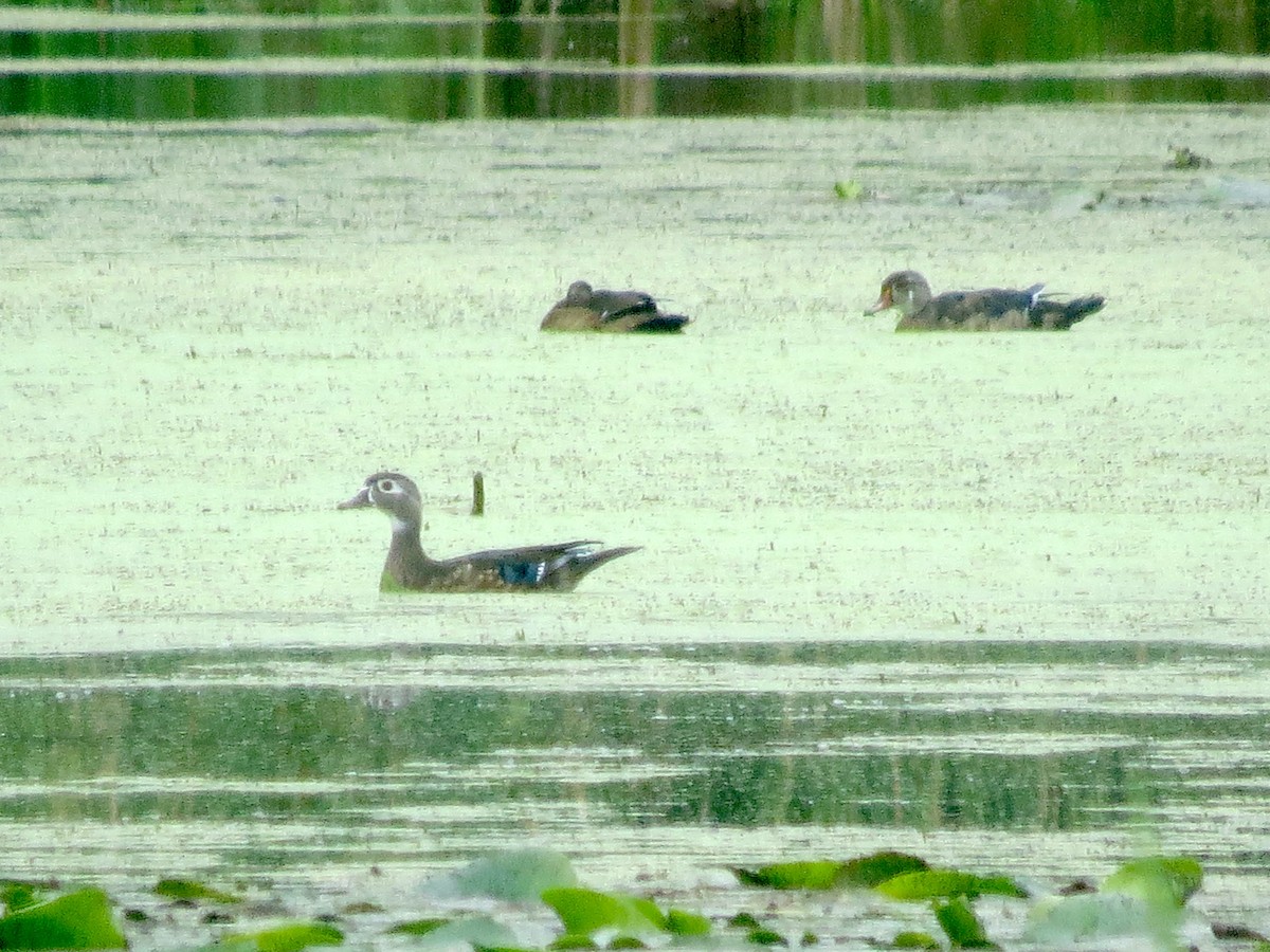 Canard branchu - ML641358359