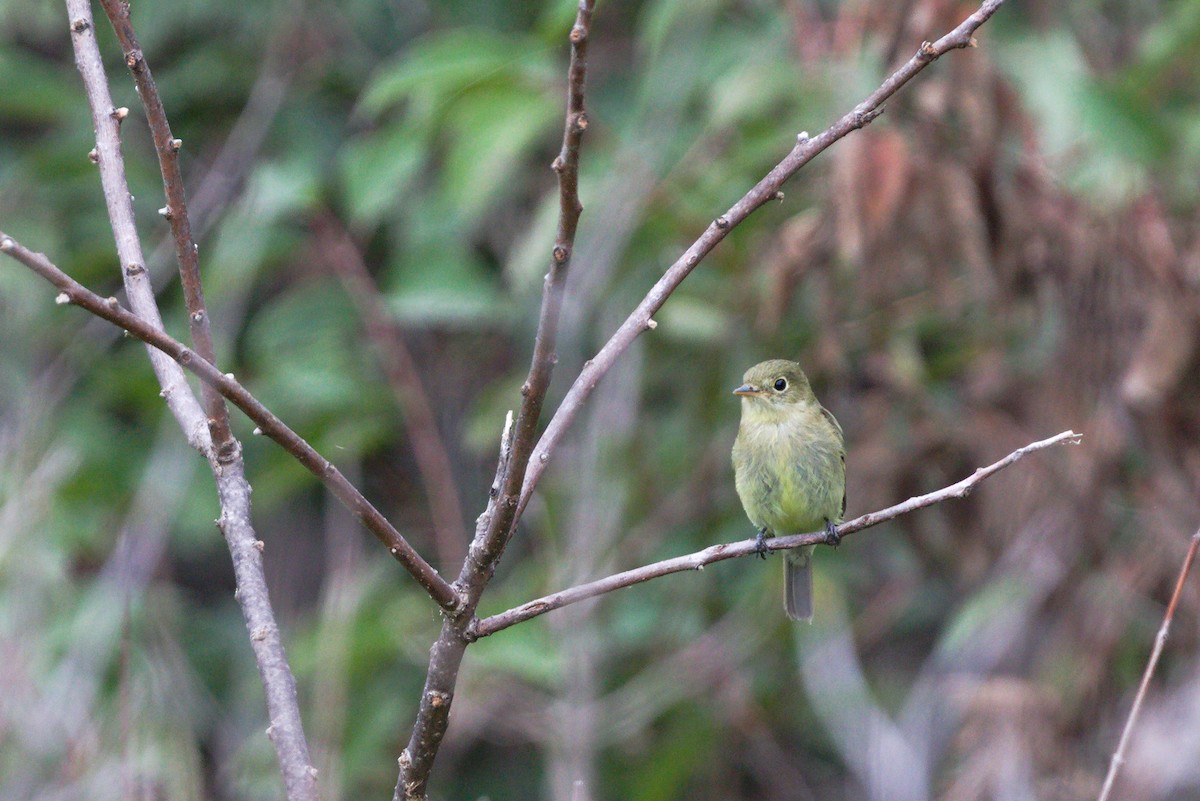 Yellow-bellied Flycatcher - ML641358382