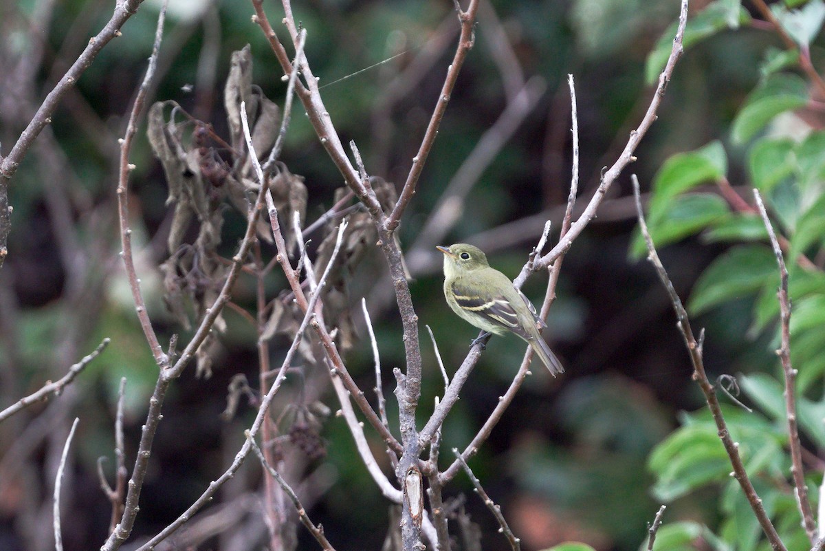 Yellow-bellied Flycatcher - ML641358383