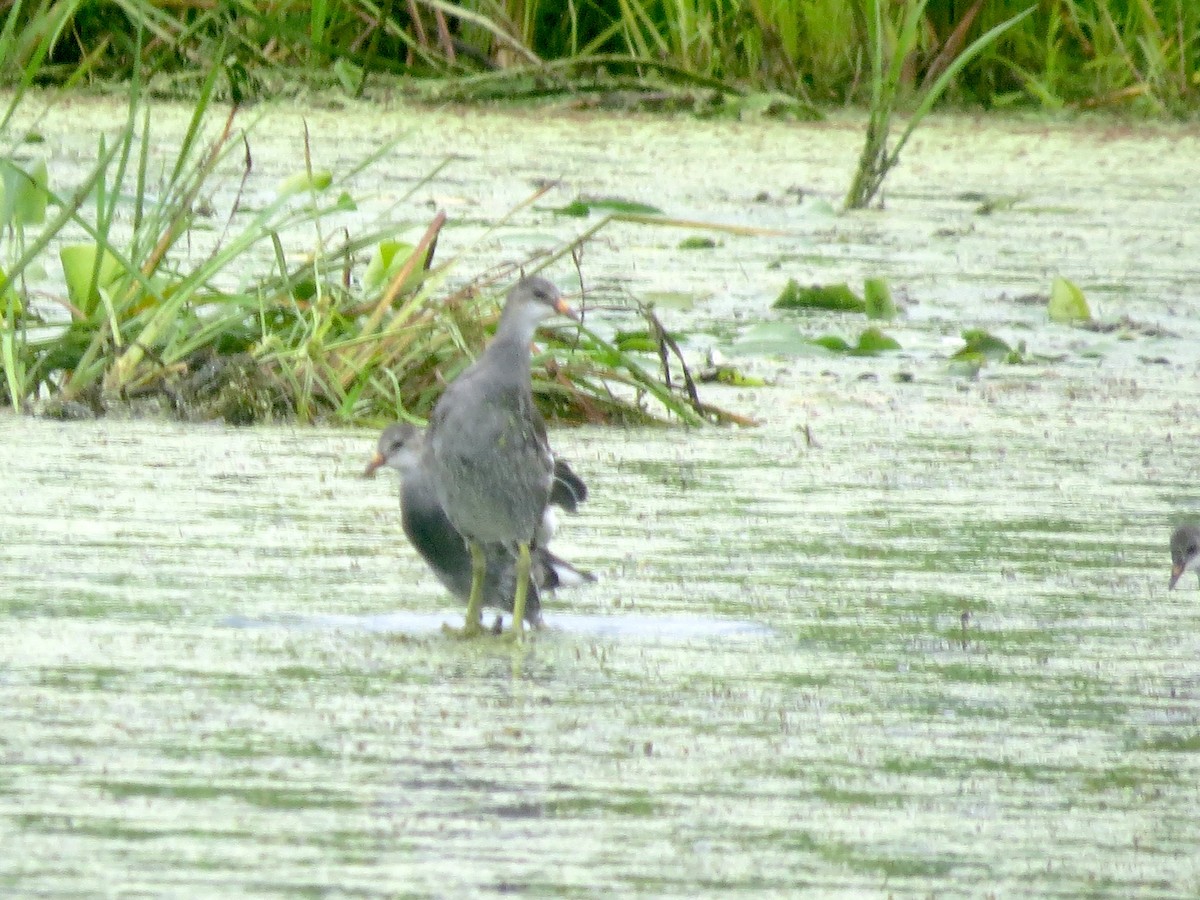Common Gallinule - ML641358384