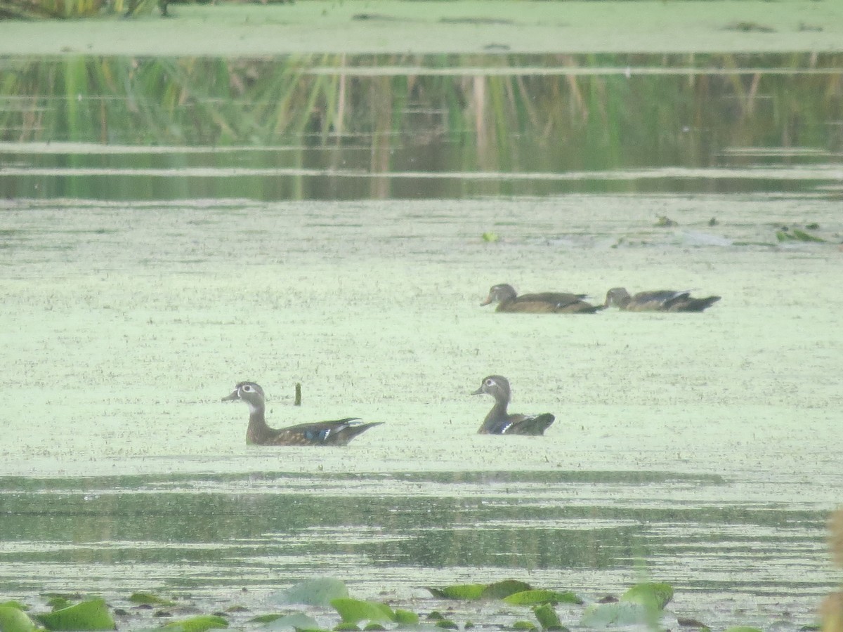 Canard branchu - ML641358417