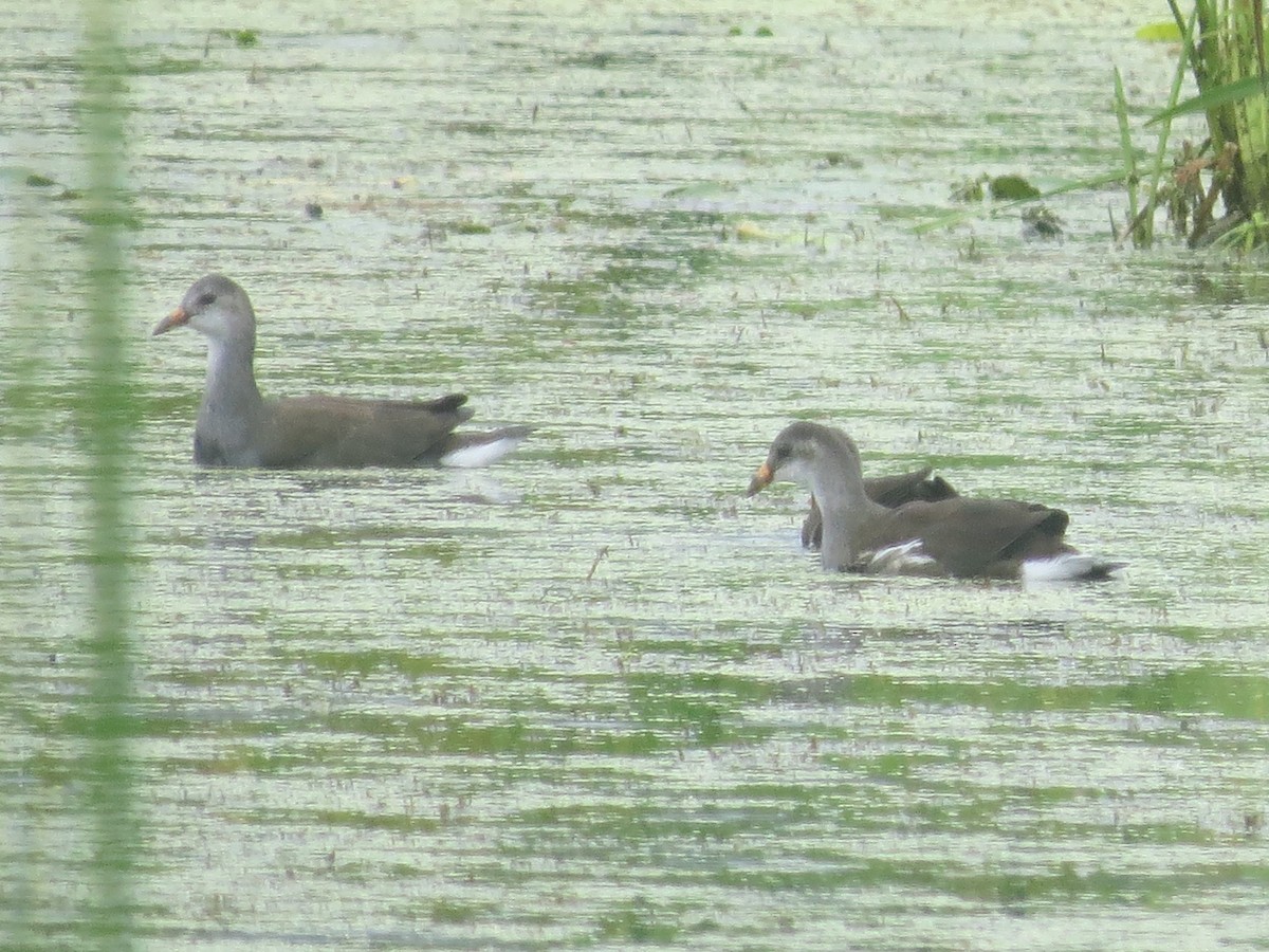 Common Gallinule - ML641358445