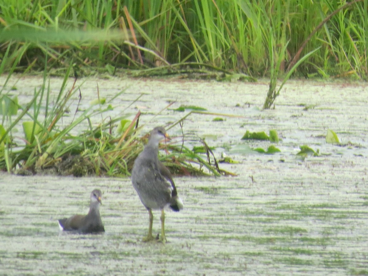 Common Gallinule - ML641358459