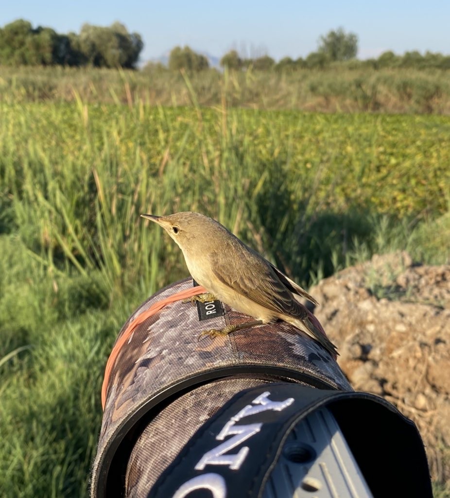 Marsh/Common Reed Warbler - ML641358468