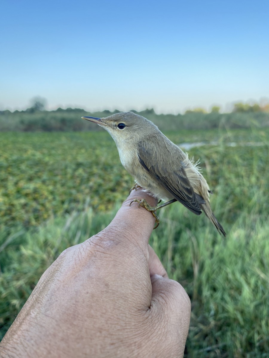 Marsh/Common Reed Warbler - ML641358470