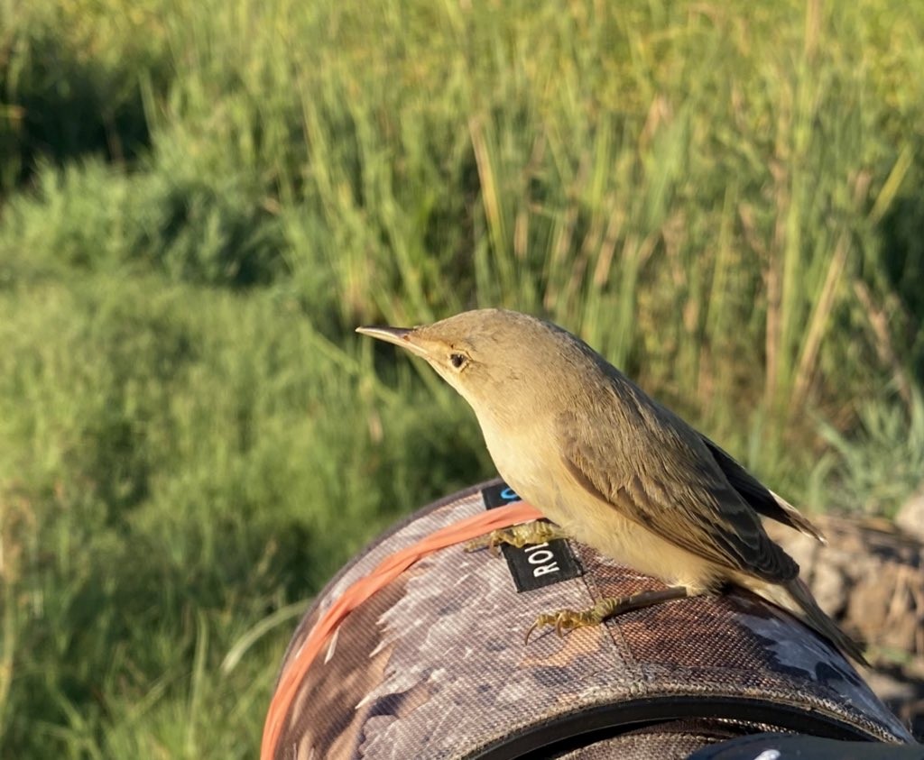 Marsh/Common Reed Warbler - ML641358471