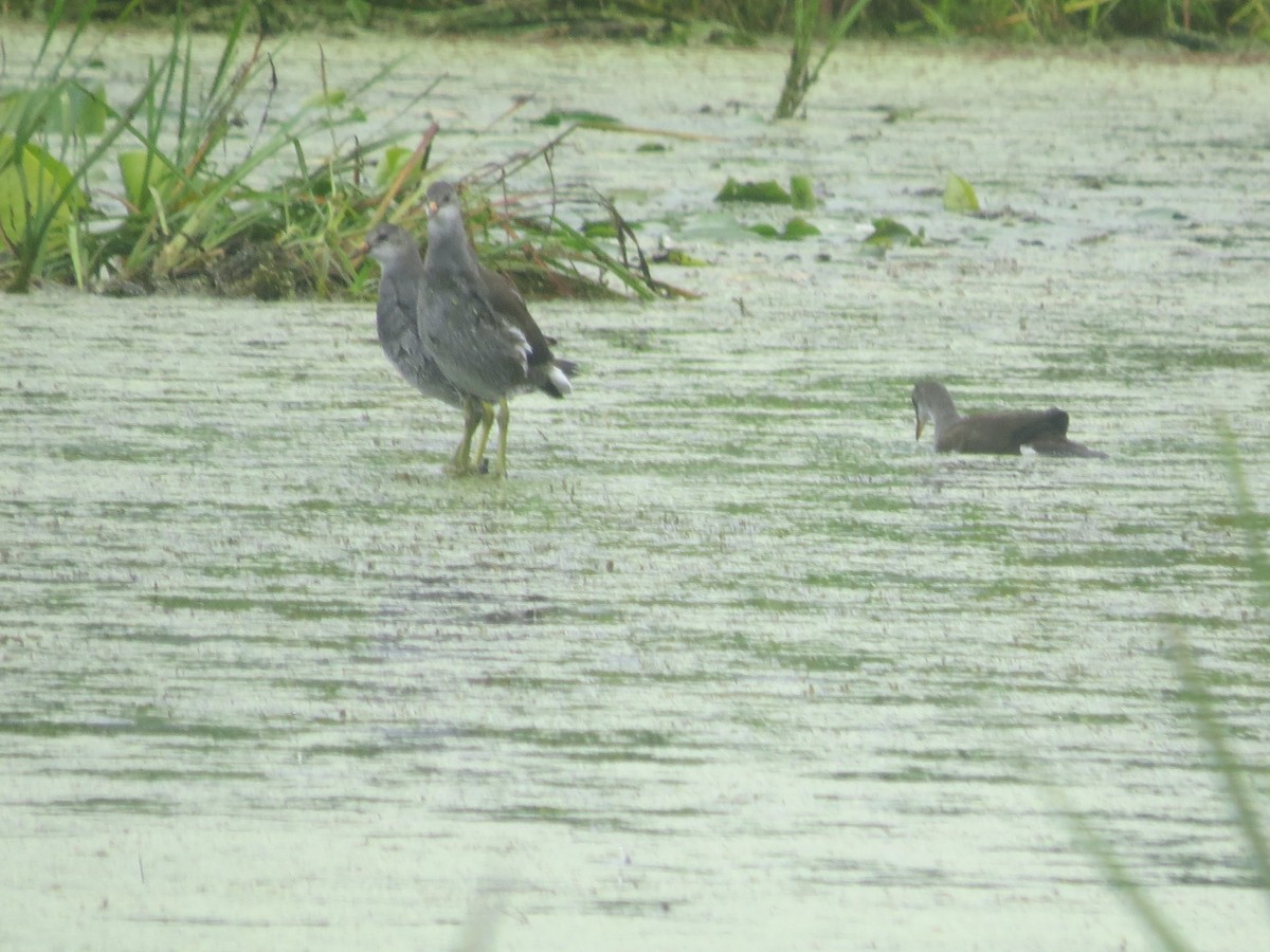 Common Gallinule - ML641358486