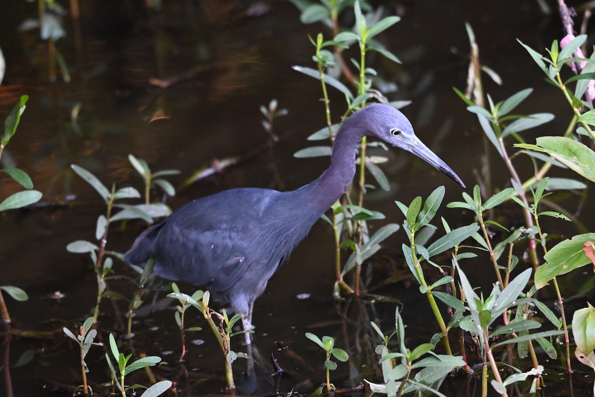 Little Blue Heron - ML641358510