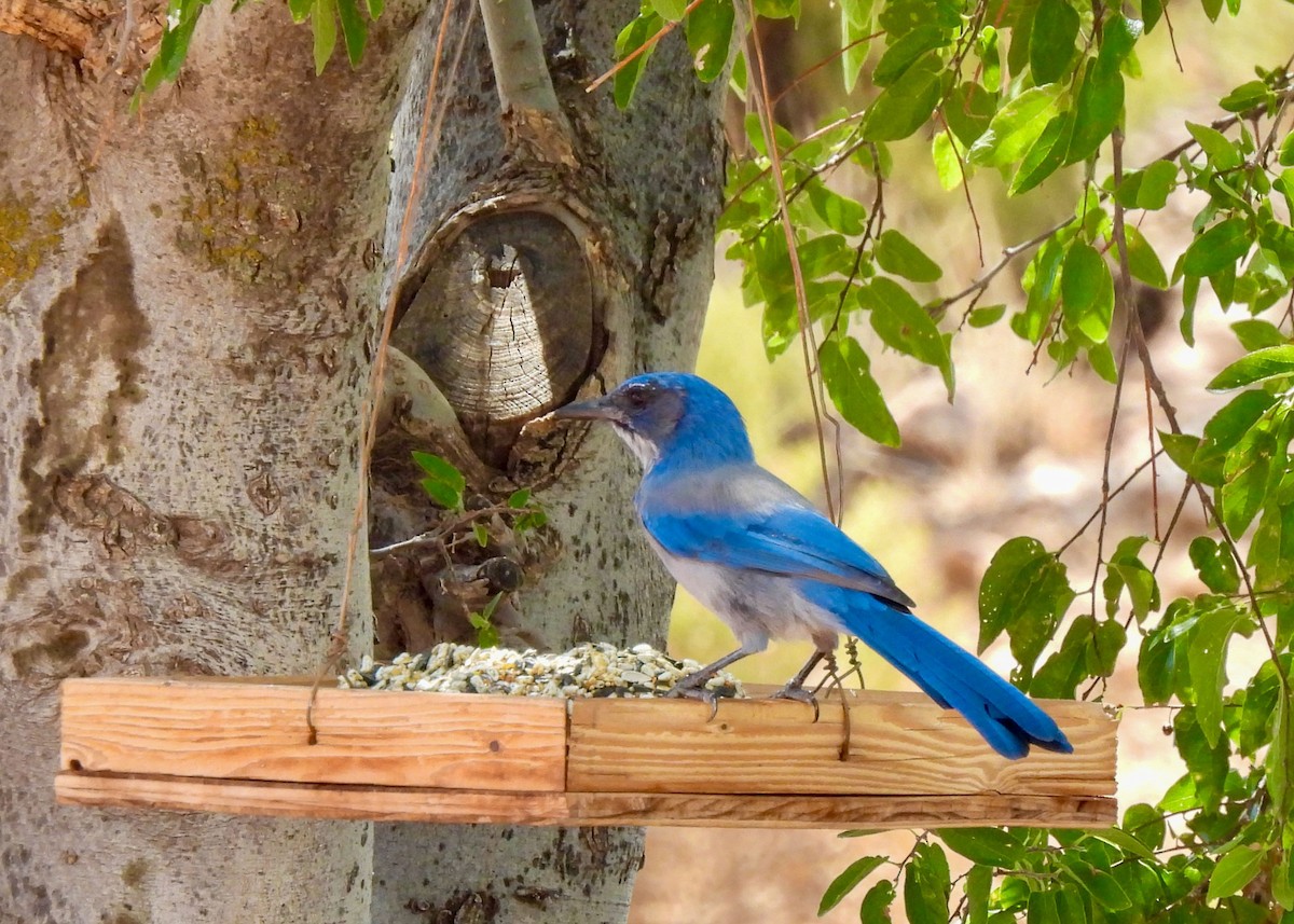 Woodhouse's Scrub-Jay - ML641358511