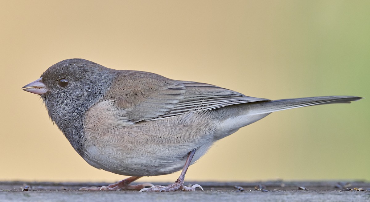 vinterjunko (oreganus gr.) - ML641358514