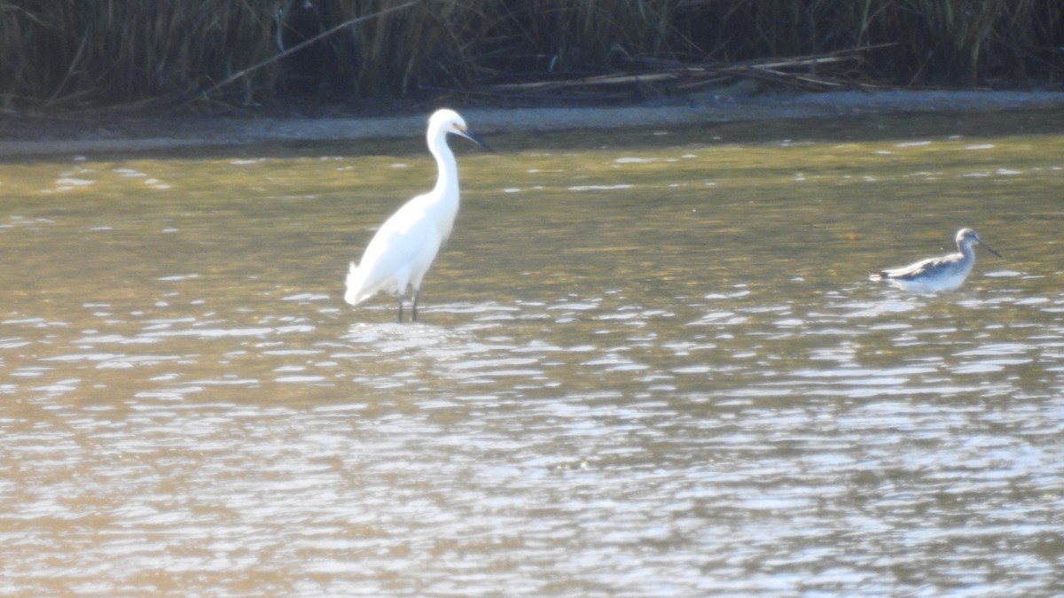 Snowy Egret - ML641358537