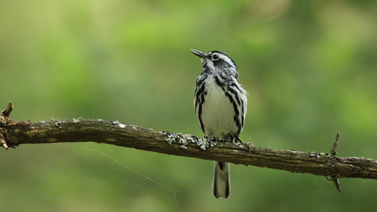 Black-and-white Warbler - ML641358544