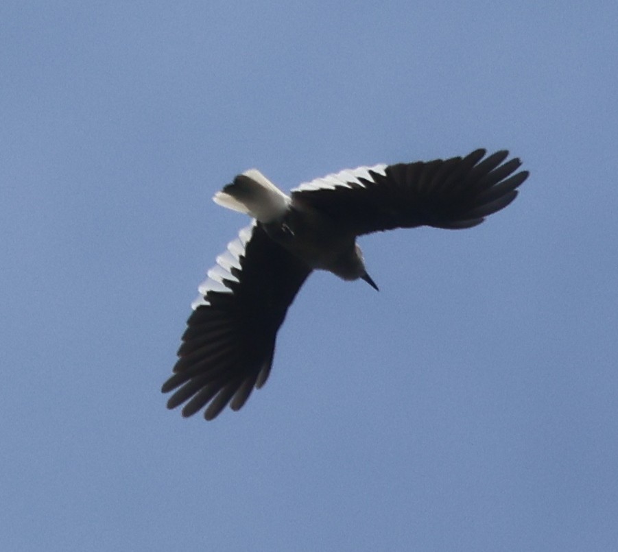konglekråke - ML641358561
