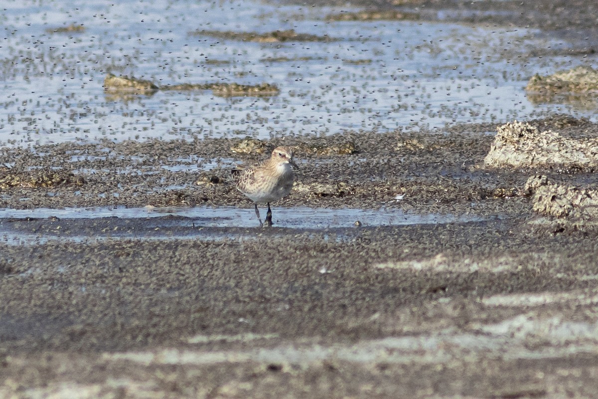 Baird's Sandpiper - ML641358565