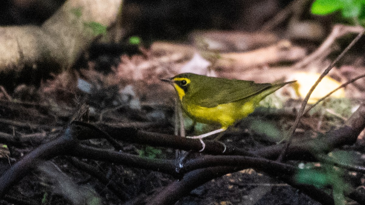 Kentucky Warbler - ML641358584